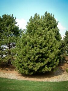 Сосна Чёрная (Pinus Nigra) купить по цене от 270.00р. в интернет-магазине «Посадика» с доставкой почтой в в Белинскийе и по всей России – [изображение №1].