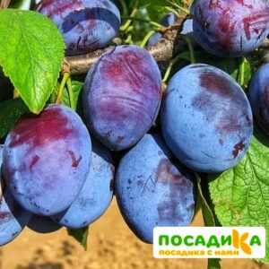 Слива Чачакская ранняя купить по цене от 229.00р. в интернет-магазине «Посадика» с доставкой почтой в в Белинскийе и по всей России – [изображение №1].