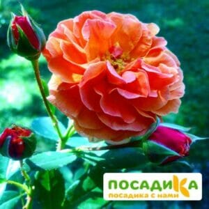 Роза Арабия купить по цене от 350.00р. в интернет-магазине «Посадика» с доставкой почтой в в Белинскийе и по всей России – [изображение №1].