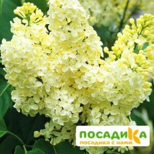 Сирень Примроуз (Primrose) купить по цене от 529.00р. в интернет-магазине «Посадика» с доставкой почтой в в Белинскийе и по всей России – [изображение №1].