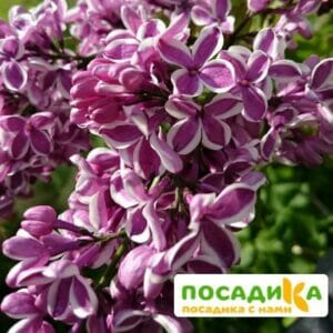 Сирень Сенсация купить по цене от 529.00р. в интернет-магазине «Посадика» с доставкой почтой в в Белинскийе и по всей России – [изображение №1].