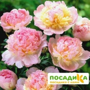 Пион Распберри Сандей (Paeonia Raspberry Sundae) купить по цене от 959р. в интернет-магазине «Посадика» с доставкой почтой в в Белинскийе и по всей России – [изображение №1].