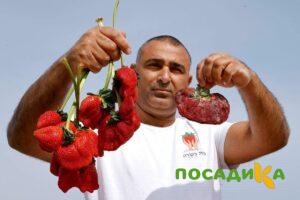 Клубника Гигант Джорнея купить по цене от 266р. в интернет-магазине «Посадика» с доставкой почтой в в Белинскийе и по всей России – [изображение №1].
