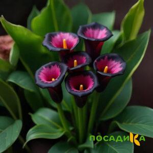 Калла Аура Лейс купить по цене от 400р. в интернет-магазине «Посадика» с доставкой почтой в в Белинскийе и по всей России – [изображение №1].