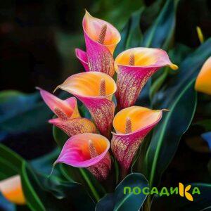 Калла Оникс купить по цене от 450р. в интернет-магазине «Посадика» с доставкой почтой в в Белинскийе и по всей России – [изображение №1].