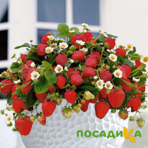 Клубника Рубиновый Шепот (горшечная) купить по цене от 240р. в интернет-магазине «Посадика» с доставкой почтой в в Белинскийе и по всей России – [изображение №1].