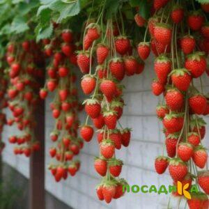 Клубника вьющаяся Комплимент купить по цене от 470р. в интернет-магазине «Посадика» с доставкой почтой в в Белинскийе и по всей России – [изображение №1].