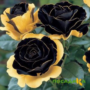Роза Ханни Сикл купить по цене от 700р. в интернет-магазине «Посадика» с доставкой почтой в в Белинскийе и по всей России – [изображение №1].