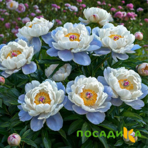Пион акварельный Этюд купить по цене от 806р. в интернет-магазине «Посадика» с доставкой почтой в в Белинскийе и по всей России – [изображение №1].