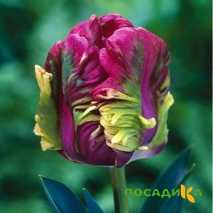 Тюльпан Экзотик Хэвен купить по цене от 186р. в интернет-магазине «Посадика» с доставкой почтой в в Белинскийе и по всей России – [изображение №1].
