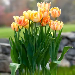 Тюльпан Верона Санрайз купить по цене от 280р. в интернет-магазине «Посадика» с доставкой почтой в в Белинскийе и по всей России – [изображение №1].