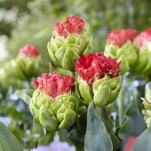 Тюльпан Бычий Глаз купить по цене от 275р. в интернет-магазине «Посадика» с доставкой почтой в в Белинскийе и по всей России – [изображение №1].