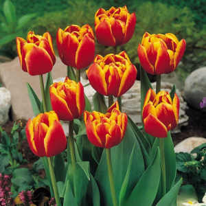 Тюльпан Блэк Фаер купить по цене от 275р. в интернет-магазине «Посадика» с доставкой почтой в в Белинскийе и по всей России – [изображение №1].