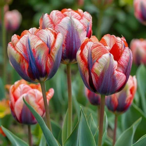 Тюльпан Эбисан Грэйс купить по цене от 217р. в интернет-магазине «Посадика» с доставкой почтой в в Белинскийе и по всей России – [изображение №1].