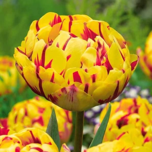 Тюльпан махровый Голден Ницц купить по цене от 361р. в интернет-магазине «Посадика» с доставкой почтой в в Белинскийе и по всей России – [изображение №1].